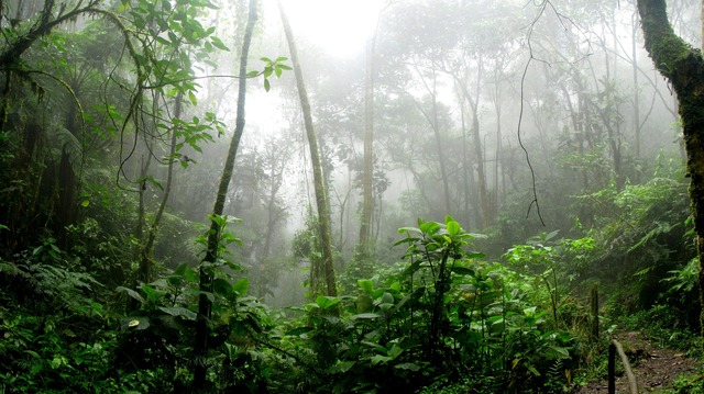floresta viagem na amazônia