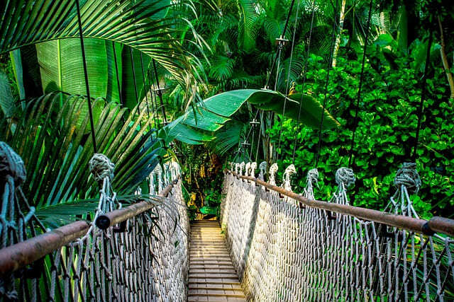 ponte na floresta viagem na amazônia